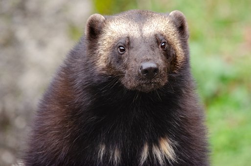 Montana Man Photographs Rare Sight: Pack of Wolverines in Teton ...